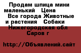 Продам шпица мини маленький › Цена ­ 15 000 - Все города Животные и растения » Собаки   . Нижегородская обл.,Саров г.